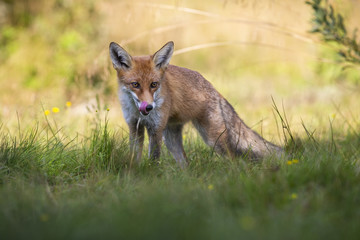 Alert red fox, vulpes vulpes, licking nose with pink tongue on a green summer meadow. Attentive wild mammal hunting in grass and looking into camera.