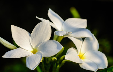 Fototapeta na wymiar Close up of beautiful white Bridal Bouquet, Plumeria pudica flower with copy space