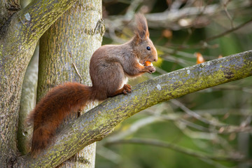 Naklejka premium Cute red squirrel, sciurus vulgaris, sitting on a branch and feeding on nut. Adorable wild animal with fluffy tail eating on tree from side view. Mammal holding food in forest.