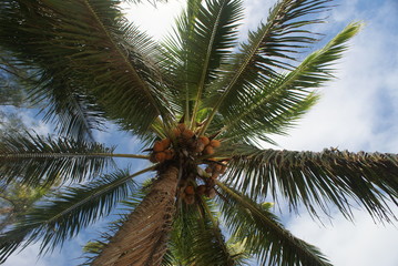 Fototapeta premium coconut palm tree