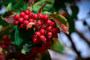 A large bunch of bright red berries of hawthorn among autumn foliage