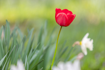 Closeup of red tulip flowers blooming in spring garden outdoors.