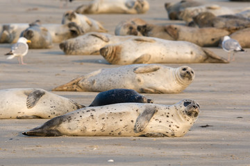 Group of Common seals known also as Harbour seals, Hair seal or Spotted seal  (Phoca vitulina) lying on the beach. Helgoland, Germany