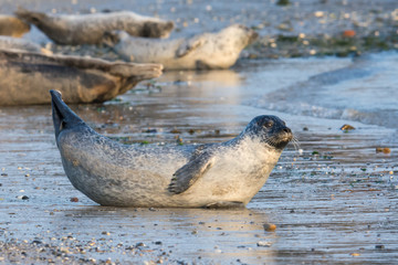 Common seal known also as Harbour seal, Hair seal or Spotted seal (Phoca vitulina) lying on the beach. Helgoland, Germany