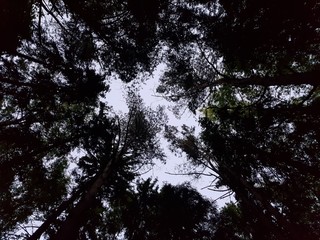 trees and sky