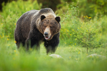 Big brown bear, ursus arctos, slobbering with mouth open and saliva dropping down on green meadow in summer. Large male mammal with wet fur from low angle view.