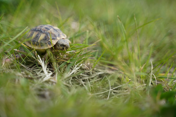 baby turtle on the grass