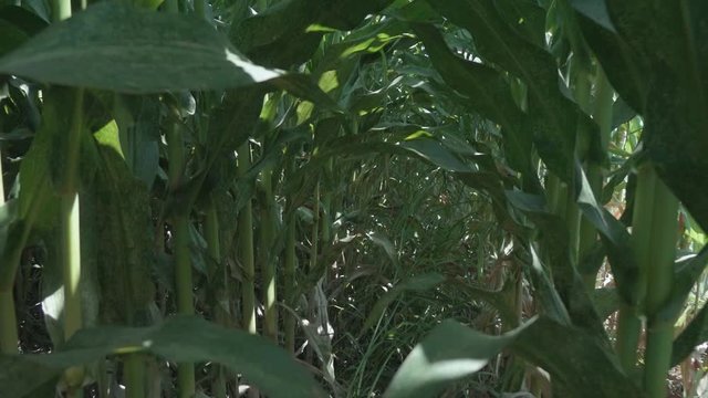 corn silage harvest. corn fourage harvester in action. harvest truck with tractor. Harvest of juicy corn silage by combine harvester 