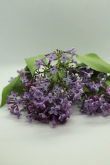 lilac flowers 