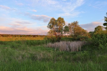 Fototapeta premium Green and dry grass, field and trees in spring. Beautiful sky at sunset
