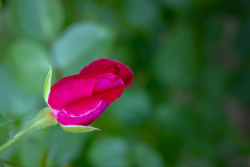 unblown rose bud on a green background