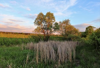 Green and dry grass, field and trees in spring. Beautiful sky at sunset