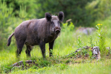 wild boar, sus scrofa, male with long white tusks looking on glade with stumps and green grass. Surprised animal facing camera in summer nature with copy space.