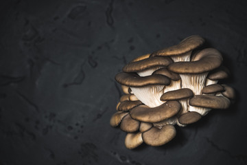 oyster mushrooms on a black background