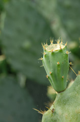 close up of cactus