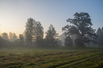 Foggy landscape with the silhouettes of trees in the meadow in early misty summer morning
