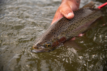 A Rainbow trout being released back into the river.