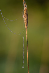 Closeup of beautiful thread of spider web covered by morning dew drops hanging from dry straw against blurry green background 