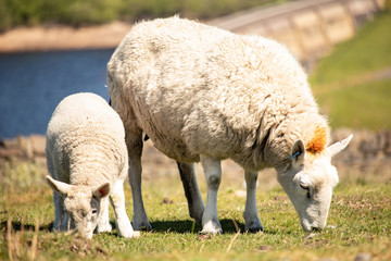 Naklejka na ściany i meble Ewe sheep and single lamb on looking on spring Sheeps grazed on green grass field pasture