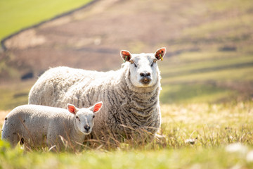 Obraz premium Ewe sheep and single lamb on looking on spring Sheeps grazed on green grass field pasture
