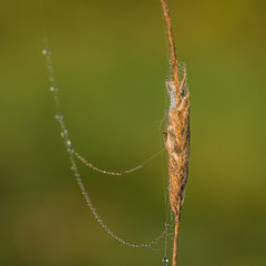 Closeup of beautiful thread of spider web covered by morning dew drops hanging from dry straw against blurry green background 