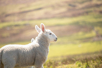 Obraz premium Ewe sheep single lamb on looking on spring grass Baby 