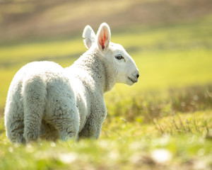 Ewe sheep single lamb on looking on spring grass Baby 