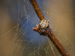 Spider sitting on the spider web covered by dew drops against the blurry brown and blue background