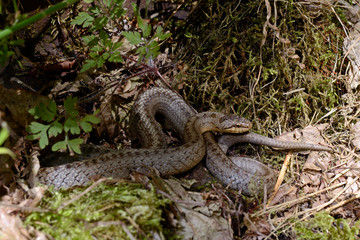 Smooth snake (Coronella austriaca) basking on the track of a disused railway line - Schlingnatter...