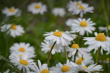 Many small white field daisies with yellow hearts