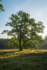 Vertical image of tree in the meadow in sunny summer morning against blue sky