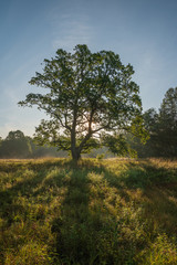 Obraz premium Vertical image of tree in the meadow in sunny summer morning against blue sky