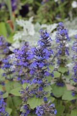 Fototapeta premium Summer flowerbed with blue flowers.
