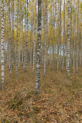 Obraz premium Birch trees with fresh green leaves in autumn. Sweden, selective focus