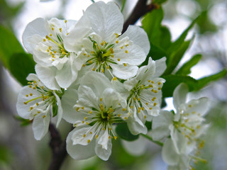 plum tree blooms in spring with white romantic flowers