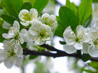 plum tree blooms in spring with white romantic flowers