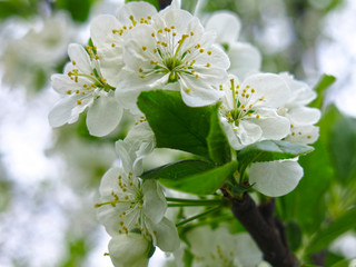 plum tree blooms in spring with white romantic flowers