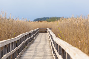 wooden walkway passing in swamps in a national park in Sweden