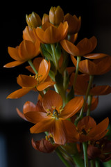 Obraz premium Orange Star flowers, species ornithogalum dubium. Also known as Sun Star and Star of Bethlehem