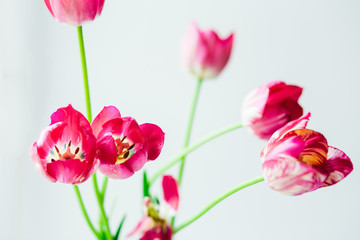 Fresh branche of tulips in a glass vase on a light background . Holiday card with flowers. Spring plants with drops of morning dew. Wallpaper for desktop.