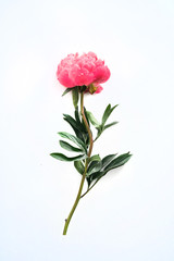  pink peony isolated on white background flora  rose
