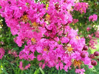 Pink, fluffy flowers Lagerstroemia in the park.
