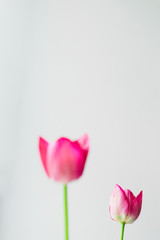 Two tulips: big and small, sharp and blur. Concept of comparison, contrast, less is more. Wallpaper for desktop.