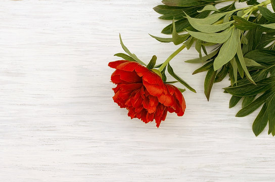 Red peony on a white vintage wooden background with green leaves. Free space. Copy space. Beautiful flower. Place for text.