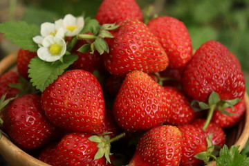 ripe berries of wild strawberry with leaves and flowers