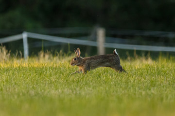 Kaninchen spielen am Abend