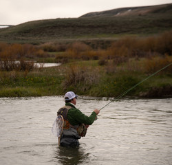 A man flying fishing on a wild trout stream in Wyoming.