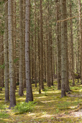Vintage conifer forest with bare tree trunks in Sweden.