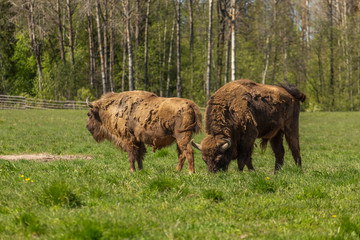 A herd of bison peacefully nips grass on the lawn