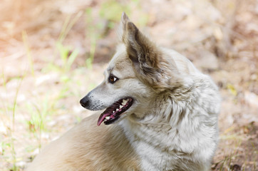 Obraz premium Portrait of a cute dog in profile, on a natural blurred background. A walk in the spring forest, selective focus
